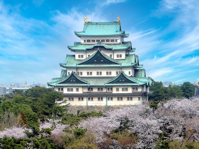 名古屋城の桜