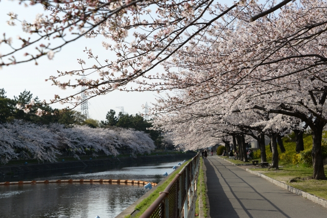 荒子川公園の桜