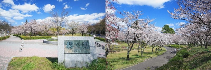 平和公園の桜