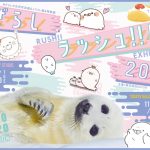 あざらしラッシュ!!展 in 名古屋