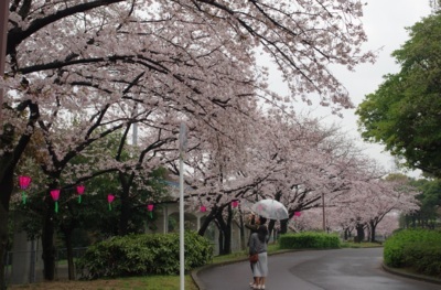 例年3月下旬から4月上旬には、約1000本の桜が見頃を迎え、荒子川両岸約1kmにわたる桜のトンネルは必見。2022年3月25日(金)から4月7日(木)にかけて開催される荒子川公園さくらまつりでは、ポッカレモン消防音楽隊や高校生による和太鼓の披露やコンサートなどイベントが盛りだくさん。また、桜のライトアップも行われる。