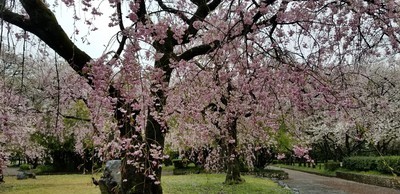 庄内緑地の桜