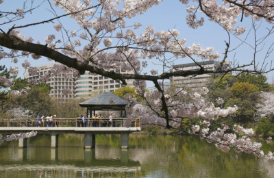 噴水塔の北側に広がる桜林は「日本さくら名所100選」に選ばれ、ライトアップで夜桜見物も楽しめる園内で最も人気の高いエリア。これと対象的にしっとりとした雰囲気を味わえるのが竜ヶ池周辺で、浮見堂や桜が映る水面が一味違った趣を演出している。