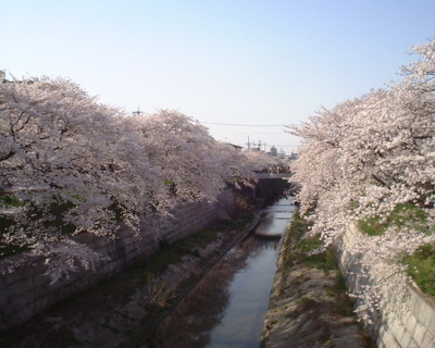 「日本さくら名所100選」にも選ばれた名古屋市の桜の名所。山崎川沿いを散策しながら、静かに花見を楽しめる。また、3月下旬から4月上旬にかけて見頃の時期には、満開の桜を楽しむことができる。【2022年の山崎川の桜ライトアップは中止となりました。詳細は公式サイト等でご確認ください】