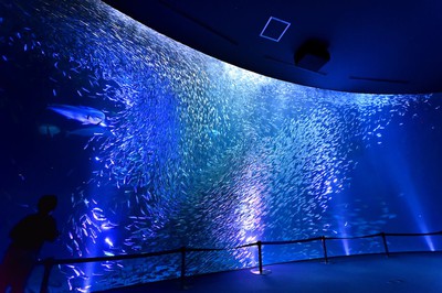 名古屋港水族館『サマーナイトアクアリウム』