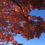 名古屋のおすすめ紅葉狩りスポット