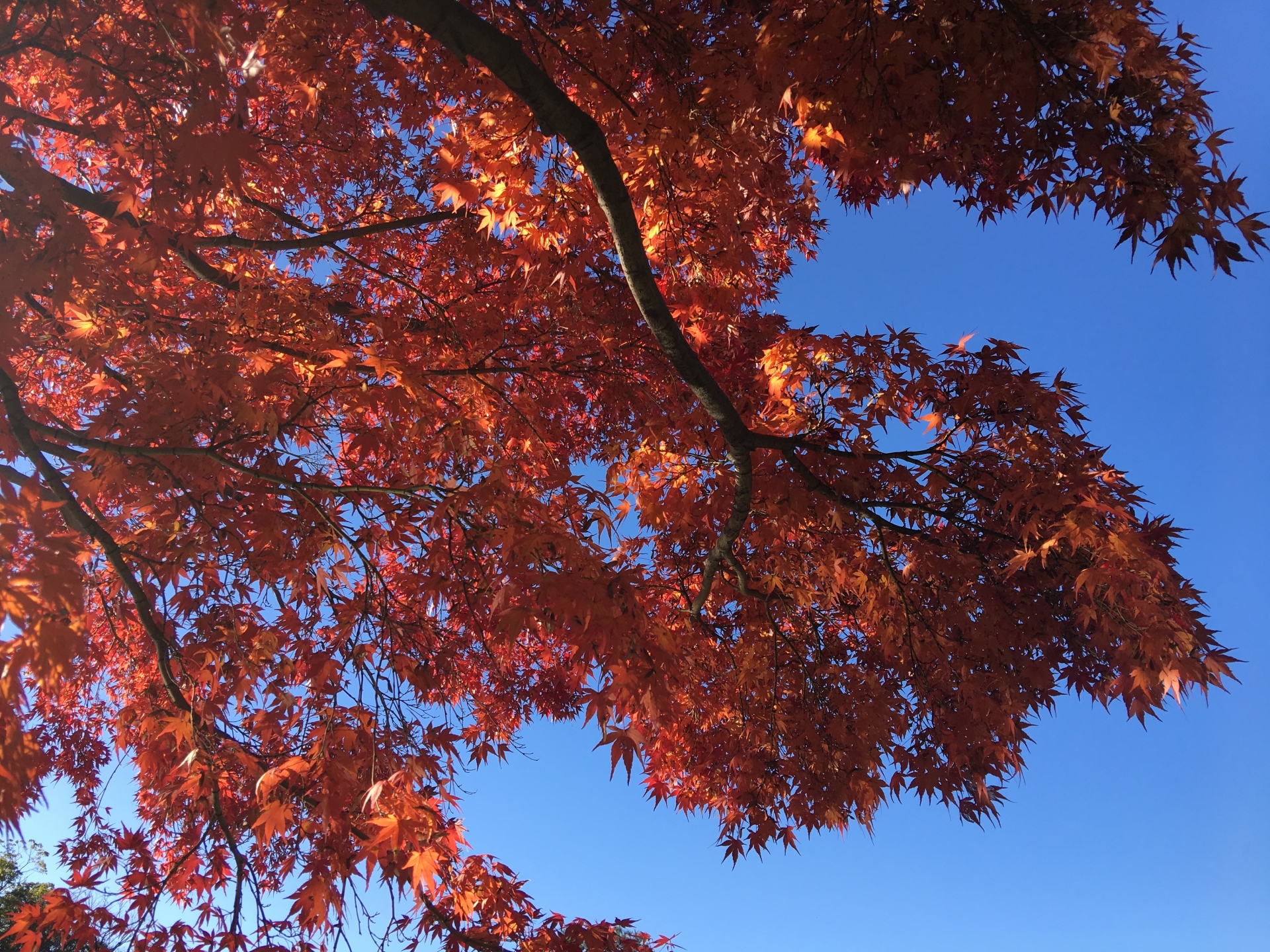 名古屋のおすすめ紅葉狩りスポット