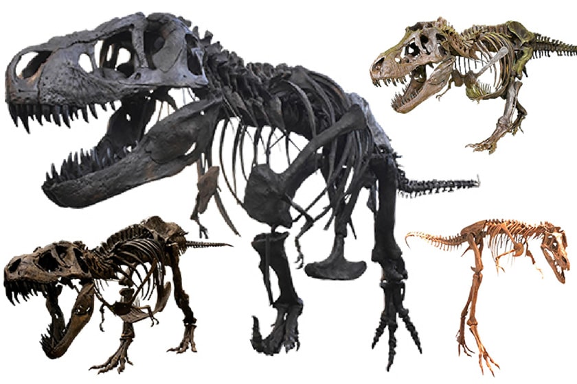 ティラノサウルス全身骨格4体も大集結