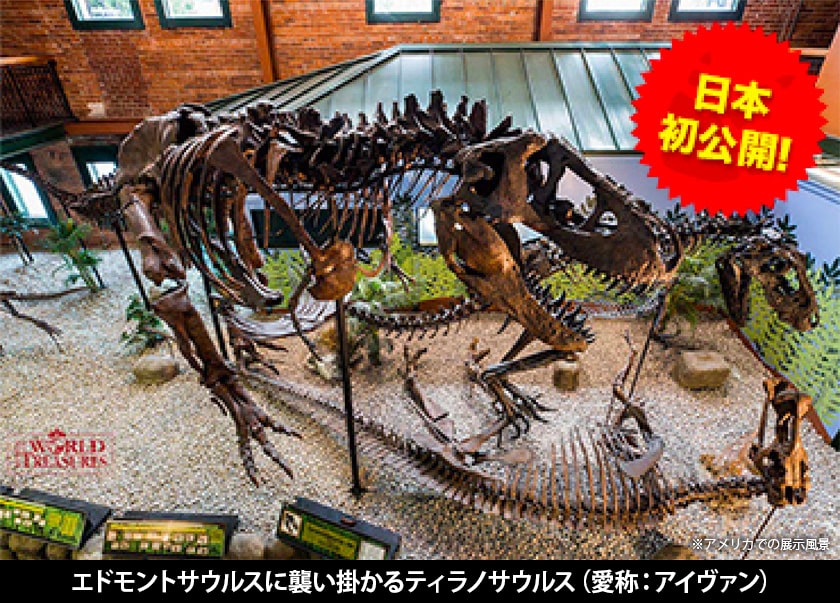 ティラノサウルスが獲物を追いかける様子を再現した珍しい復元骨格です。 ティラノサウルスには、ライオンのように獲物を仕留めるハンター説と、ハイエナのように腐肉を食す説の論争もあり、生態研究が続いています。