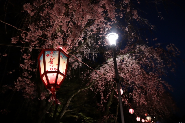 名古屋城「春まつり」名古屋を代表する観光スポットでお花見！